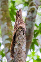 Long-tailed Potoo (Nyctibius aethereus) camouflaged on a tree stump. Lowland rainforest, Manu Biosphere Reserve, Amazonia, Peru. November.