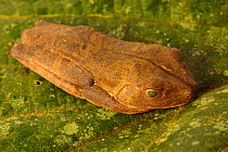 Map Treefrog (Hypsiboas geographicus), Manu Biosphere Reserve, Amazonia, Peru. November.