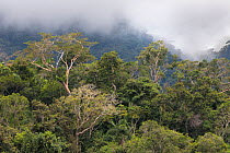 Lowland rainforest along the banks of the Madre de Dios River, Manu Biosphere Reserve, Amazonia, Peru.
