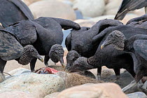 Black Vultures (Coragyps atratus) scavenging carcass of a Bush Dog (Speothos venaticus) on the banks of the Manu River, Manu Biosphere Reserve, Amazonia, Peru. November.