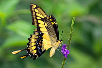 King Swallowtail (Papilio thoas) Manu Biosphere Reserve, Amazonia, Peru. November.