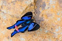 Blue Doctor butterfly (Rhetus periander) drinking salts from mineral-rich river clay, a behaviour know as &#39;puddling&#39;. On the banks of the Manu River, Manu Biosphere Reserve, Amazonia, Peru. No...