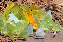 Butterflies of various species drinking salts from mineral-rich river clay, a behaviour know as &#39;puddling&#39;. On the banks of the Manu River, Manu Biosphere Reserve, Amazonia, Peru. November.