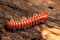 Tractor Millipede (Diplopoda) Manu Biosphere Reserve, Amazonia, Peru. November.