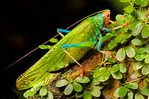 Katydid (Tettigoniidae), Manu Biosphere Reserve, Amazonia, Peru. November.
