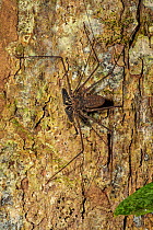 Tailless Whipscorpion (Heterophrynus elephas) hunting invertebrate prey at night on tree butress root. Manu Biosphere Reserve, Peru. November.