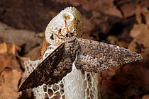 Moth feeding on Bridal Veil Stinkhorn (Phallus indusiatus), growing on rainforest floor. The fungal fruiting body gives off a pungent odour that attracts a wide range of invertebrates, which help disp...