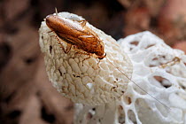Cockroach feeding on Bridal Veil Stinkhorn (Phallus indusiatus), growing on rainforest floor. The fungal fruiting body gives off a pungent odour that attracts a wide range of invertebrates, which help...