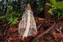 Bridal Veil Stinkhorn (Phallus indusiatus) growing on rainforest floor. The fungal fruiting body gives off a pungent odour that attracts a wide range of invertebrates, which help disperse the spores....