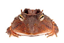 Amazonian Horned Frog (Ceratophrys cornuta) photographed on a white background in mobile field studio. Manu Biosphere Reserve, Amazonia, Peru. November.