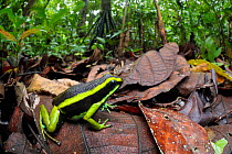 Three-striped poison frog (Ameerega trivittata) amongst leaf litter on lowland rainforest floor. Manu Biosphere Reserve, Amazonia, Peru. November.