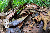 Amazonian Horned Frog (Ceratophrys cornuta) camouflaged amongst leaf litter on lowland rainforest floor, waiting to ambush passing prey. Manu Biosphere Reserve, Amazonia, Peru. November.