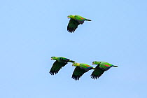 Mealy Parrots (Amazona farinosa) in flight. Blanquillo Clay Lick, Manu Biosphere Reserve, Peru. November.