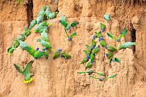 Mixed flock of Mealy Parrots (Amazona farinosa) and Blue-headed Parrots (Pionus menstruus) feeding at the wall of a clay lick. Blanquillo Clay Lick, Manu Biosphere Reserve, Peru. November.