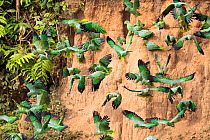 Mealy Parrots (Amazona farinosa) feeding at the wall of a clay lick. Blanquillo Clay Lick, Manu Biosphere Reserve, Peru. November.