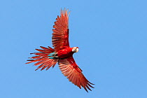 Red-and-green macaw (Ara chloropterus) in flight, Blanquillo Clay Lick, Manu Biosphere Reserve, Peru. November.