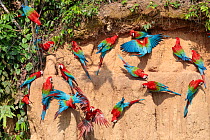 Red-and-Green Macaws (Ara chloropterus), feeding at the wall of a riverside clay lick. Blanquillo Clay Lick, Manu Biosphere Reserve, Peru. November.