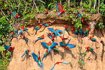 Red-and-Green Macaws (Ara chloropterus), feeding at the wall of a riverside clay lick. Blanquillo Clay Lick, Manu Biosphere Reserve, Peru. November.
