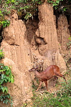 Red brocket deer (Mazama americana) at Blanquillo Clay Lick, Manu Biosphere Reserve, Peru. November.