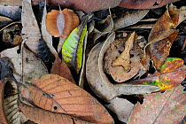 Amazonian Horned Frog (Ceratophrys cornuta) camouflaged amongst leaf litter on lowland rainforest floor, waiting to ambush passing prey. Manu Biosphere Reserve, Amazonia, Peru. November.