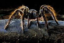 Chicken Spider (Pamphobeteus sp.), a huge tarantula discovered next to it&#39;s burrow at night in dense tropcial rainforest. Manu Biosphere Reserve, lowland Amazon rainforest, Peru. November.