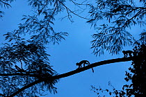 Common Squirrel Monkey (Saimiri sciureus) troop moving through rainforest canopy at dawn. Manu Biosphere Reserve, Peru. November.