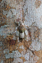 Lichen-mimicking Katydid (Tettigoniidae), Manu Biosphere Reserve, Amazonia, Peru. November.