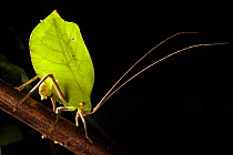 Leaf-mimicking Katydid (Tettigoniidae) female ovipositing into palm stem at night. Manu Biosphere Reserve, Amazonia, Peru. November.