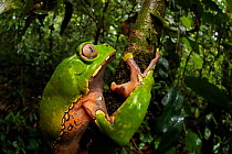 Giant waxy monkey frog (Phyllomedusa bicolor). Lowland Amazon rainforest, Manu Biosphere Reserve, Peru.