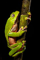 Giant waxy monkey frog (Phyllomedusa bicolor). Lowland Amazon rainforest, Manu Biosphere Reserve, Peru.