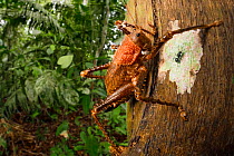 Spiny lobster katydid (Panoploscelis sp.) on tree trunk. Manu Biosphere Reserve, Amazonia, Peru. November.