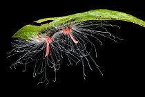 Unidentified moth caterpillar covered in defensive urticating hairs. Manu Biosphere Reserve, Amazonia, Peru. November.