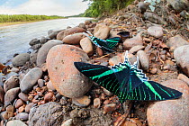 Green-banded urania moth (Urania leilus) moths drinking salts from mineral-rich river clay, a behaviour know as &#39;puddling&#39;. On the banks of the Manu River, Manu Biosphere Reserve, Amazonia, Pe...