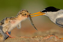 Little Tern (Sterna albifrons) feeding fish to chick, Sado Estuary, Portugal. June
