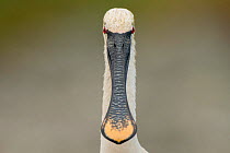White spoonbill (Platalea leucorodia) head and beak front view portrait, Sado estuary, Portugal. June