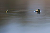 Mediterranean pond turtles (Mauremys leprosa) breathing at surface, Sado Estuary, Portugal. March