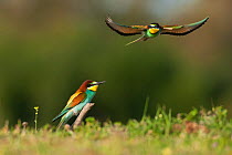 European Bee-eater (Merops apiaster) courtship, Sado Estuary, Portugal. April