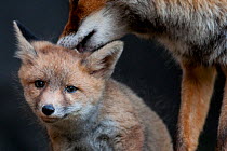 Red fox (Vulpes vulpes) vixen grooming cub, Sado Estuary, Portugal. May