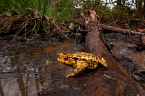 Common european toad (Bufo bufo) on fallen tree trunk, Sado Estuary, Portugal, January. January