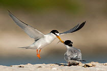 Little Tern (Sterna albifrons) courtship feeding, Sado Estuary, Portugal. June
