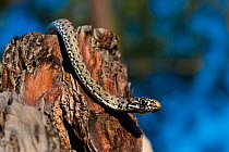 Montpellier snake (Malpolon monspessulanus) Sado Estuary, Portugal. September
