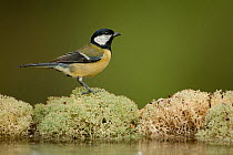 Great tit (Parus major) at edge of pool with lichens, Sado estuary, Portugal. October