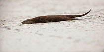 European otter (Lutra lutra) resting, Sado Estuary, Portugal. March