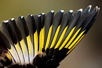 Goldfinch (Carduelis carduelis) wing detail. Sado Estuary, Portugal. October