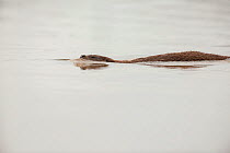 European otter (Lutra lutra) swimming, Sado Estuary, Portugal. March