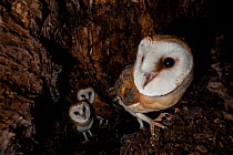 Barn Owl (Tyto alba) chicks in nest, Sado Estuary, Portugal . June
