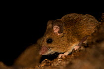 Wood mouse (Apodemus sylvaticus) at night, Sado estuary, Portugal . February