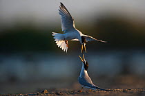 Little Tern (Sterna albifrons) mating behaviour, Sado Estuary, Portugal. July