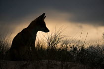 Red fox (Vulpes vulpes) silhouetted, Sado Estuary, Portugal. September