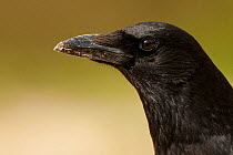 Carrion crow (Corvus corone) portrait, Sado Estuary, Portugal. January